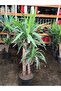 Yucca çiçeği - 2