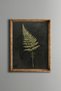 Fern - Vintage Patterned Painting - Fine Model