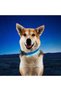 Pet NiteDog Recharg LED Dog Collar - L - Blue - 5