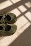 Pure Olive Green Women's Genuine Leather Suede Mary Jane Ballerina Lace-Up Shoes - 4