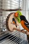 Natural Wooden Bird Toy with Vegetable and Fruit Holder Cage Accessory - 3