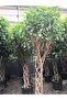 Örgülü benjamin ficus - 2