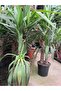 Yucca çiçeği - 3