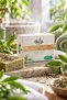 Tea Tree Oil Soap Anti-Acne Blackhead Anti-Oiliness 3-in-1 Purifying Skin Cleansing Soap for Face Body Hair Refreshing Natural Soap 120 Gr - Suitable for Oily Skin Daily Care - 2