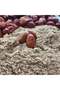 Wholesale Thyme Powder 10 kg