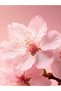 The Ritual of Sakura Regenerating Gift Set with Cherry Blossoms and Rice Milk Trial Size - 4