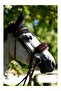 Lamb Wool Nose Strap Protective Covering - 3