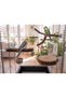 3-Pack Natural Wood Bird Perches 20 cm - Parakeet, Canary, and Cockatiel Perches with Screws
