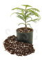 SUBSTRAT LIGHT MIX 1 LT - 3