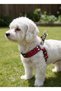 Dog Chest Harness Adjustable for Small & Small Breeds, Red with Paw Pattern on the Collar Cord