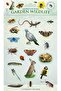 Sticker Play Scene - Garden Wildlife