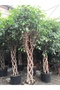 Örgülü benjamin ficus