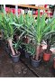 Yucca çiçeği - 4