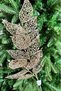 Christmas Pine Tree Ornament Leaf Large Rosegold - 8