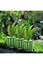 10Pcs Aquatic Plants Fixed Ring Set, Aquarium Landscape Decor - 3