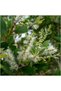 Tea tree essential oil 10ml - 5