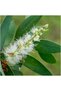 Tea tree essential oil 10ml - 6