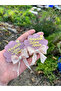 Bowknot Powder Oyster Model Gift Baby Magnet (10 Pieces) - 3