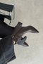 Liston Women's Heeled Leather Boots Brown