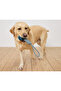 Dog Dental Care and Fetch Toy