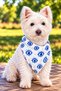 Adjustable Scarf, Chest Harness and Travel Strap Set of 3 - 3