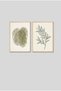 2-Piece Monstera and Olive Branch Wood Framed Mdf Living Room Painting Set Huhu3305 - Double Painting Set Natural Wood Frame - 2