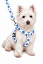 Dog Chest Harness and Walking Strap Set - 2