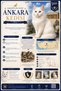 Cat Themed Postcard Set (10X15 cm 57 Pieces) - 3