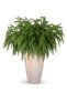 12Pcs Artificial Norfolk Pine Branches, Faux Norfolk Pine Stems DIY Crafts Faux Christmas Norfolk Pine Branches for Xmas Indoor Outdoor Home Decor