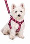 Dog Chest Harness and Walking Strap Set - 2