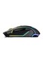 Mouse DM06 - 8
