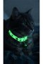 Cat Collar Night Glowing