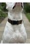 Dog Collar Adjustable Tiny & Small & Medium & Large Breed Collar Cord Dark Brown