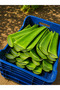 300 ml Natural Pure Aloevera Gel Fresh Aloe Vera Gel Additive-Free Aloe Vera Gel - 2