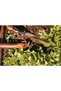Plantator FISKARS Solid, plastic, negru - 5