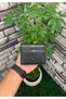Design Leather Card Holder with Black Shiny Placket - 3