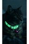 Cat Collar Night Glowing - 3