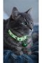 Cat Collar Night Glowing - 2