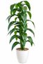 Artificial Plants - 2