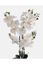 Ivory Orchid Arrangement In Beige Pot - 4