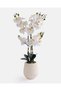 Ivory Orchid Arrangement In Beige Pot - 2