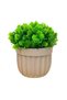 5791 Large Ball Flower in Striped Pot 1 Piece