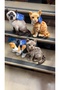 43 cm Plush Cat Halley - 5