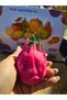 Fructul Dragonului Crocant