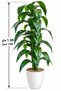 Artificial Plants - 3