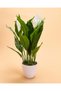 Anthurium with Ceramic Pot - 3