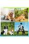 dog toys - 2
