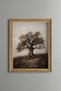 Olive Tree with Roots - Vintage Patterned Painting - Fine Model