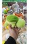 Toy Plush Cute Standing Turtle Caretta with Bag 22 cm - 2