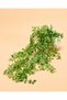 Hanging Plant with Ceramic Pot - 3